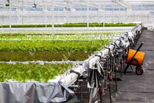 解鎖植物工廠的物聯網潛力 為高品質健康食品的價值投資